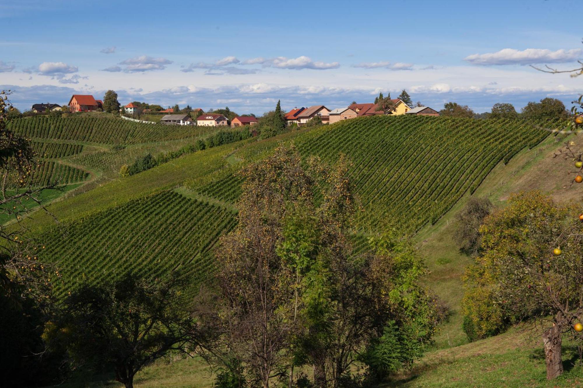 Wine & Tourism Bracko Bed & Breakfast Spodnji Jakobski Dol Dış mekan fotoğraf